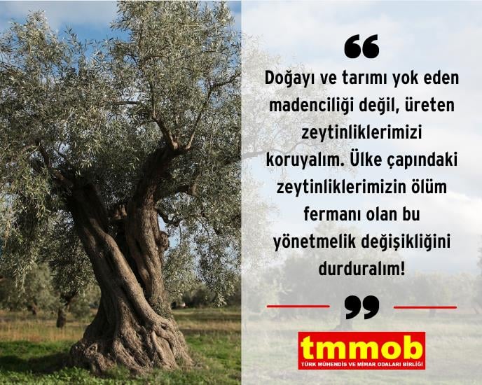 zeytin_aciklama.png zeytin_aciklama.png